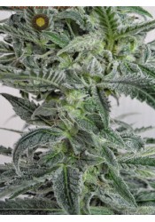 Superlicious Sativa Regular